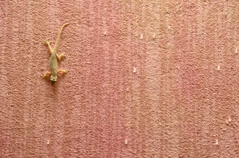 How Lizards Enter Through Doors, Windows, And Vents