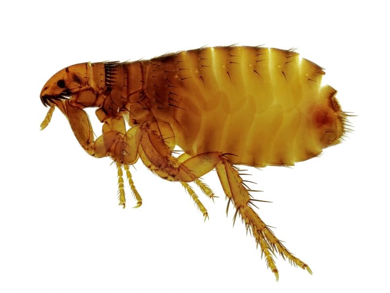 Why Commercial Flea And Tick Control Is Important For Businesses