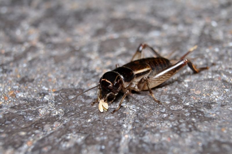 Why Crickets Invade Homes And How To Stop Them